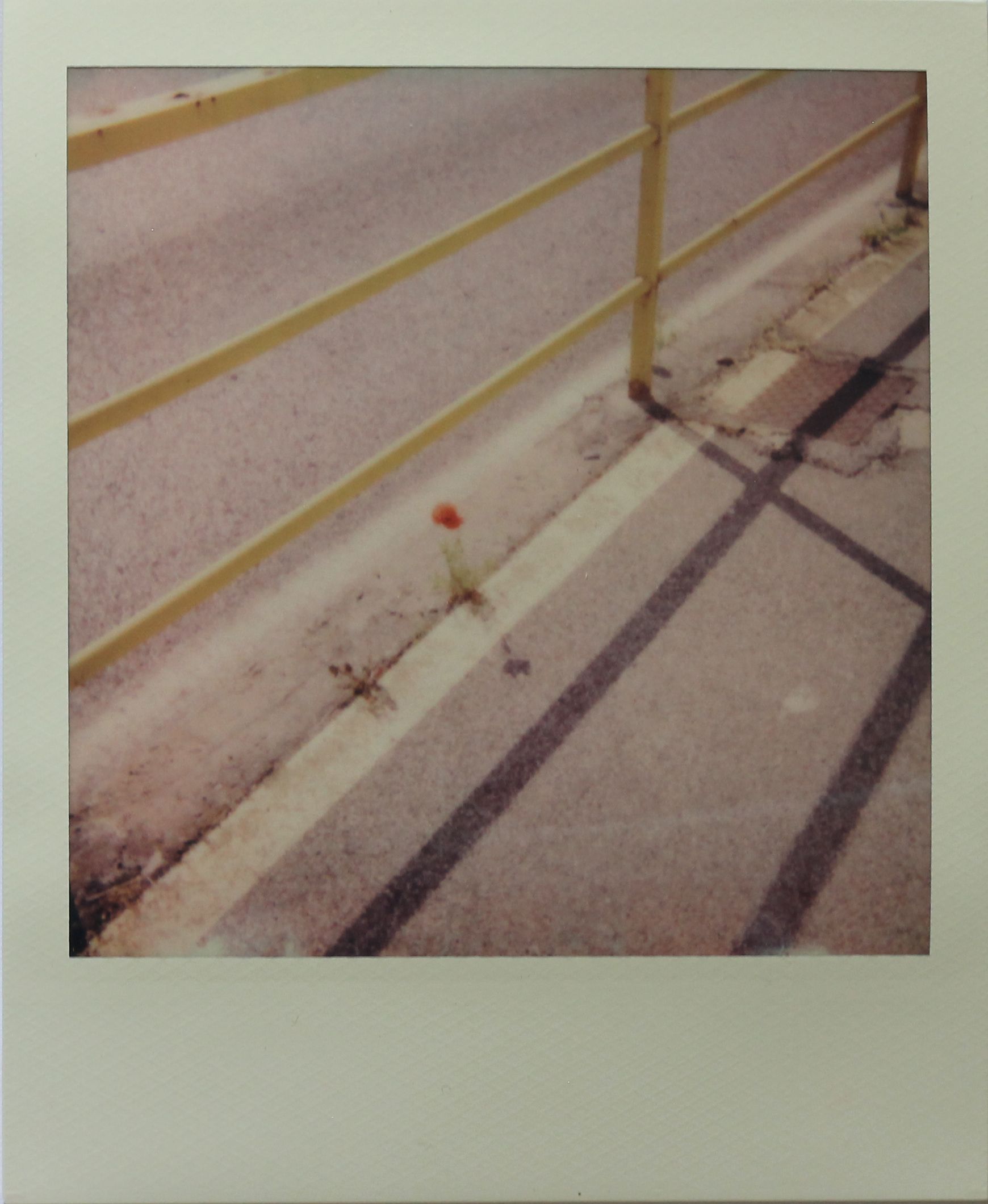 Polaroid - Image 5